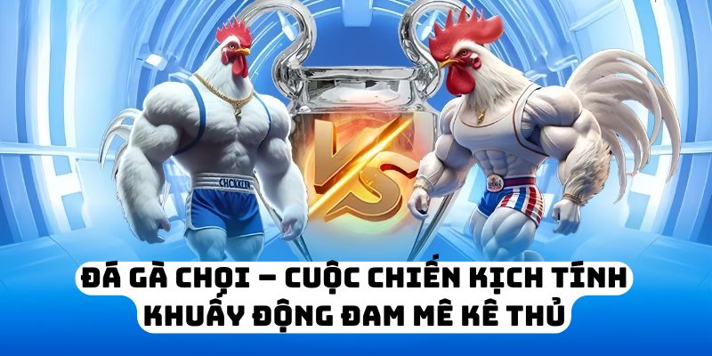 Đá Gà Chọi – Cuộc Chiến Kịch Tính Khuấy Động Đam Mê Kê Thủ