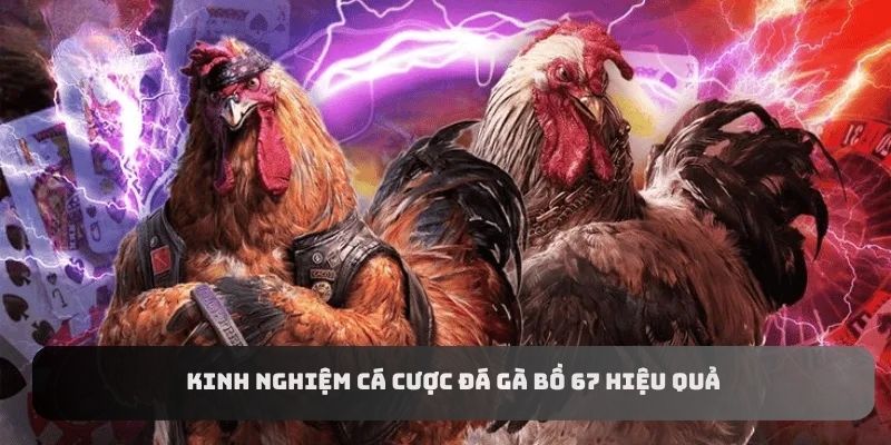 Kinh nghiệm cá cược đá gà bồ 67 hiệu quả