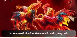 Link xem đá gà Bồ 67 hôm nay mới nhất , mượt mà