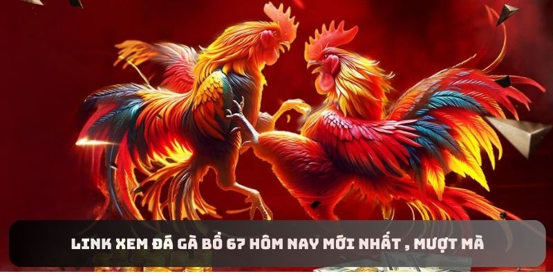 Link xem đá gà Bồ 67 hôm nay mới nhất , mượt mà