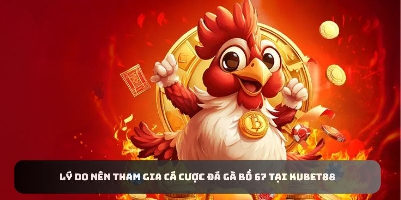 Lý do nên tham gia cá cược đá gà bồ 67 tại KUBET88