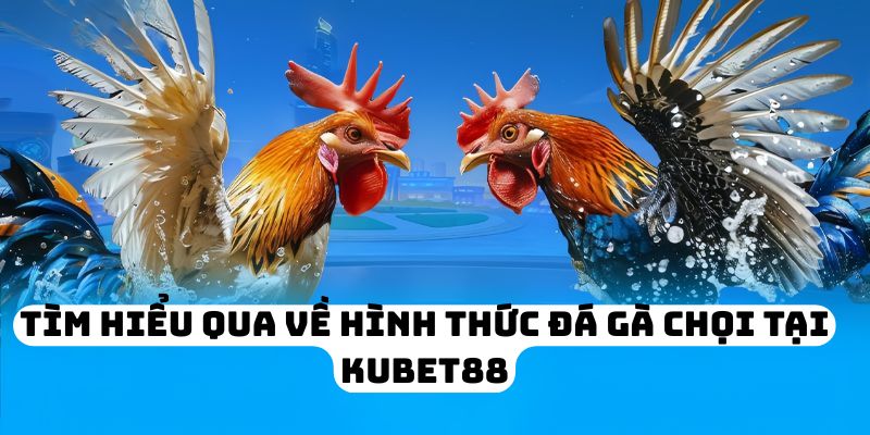 Tìm hiểu qua về hình thức đá gà chọi tại KUBET88