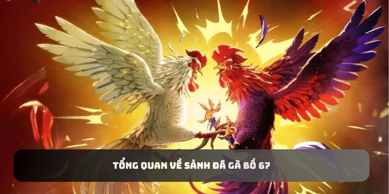 Tổng quan về sảnh đá gà bồ 67