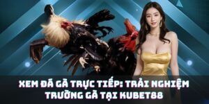Xem Đá Gà Trực Tiếp: Trải Nghiệm Trường Gà Tại KUBET88